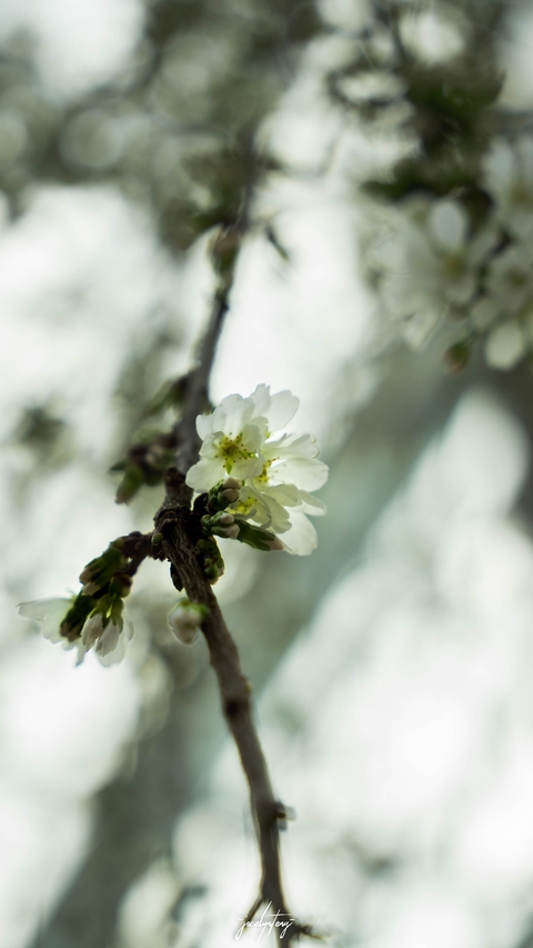 wallpaper plant, branch