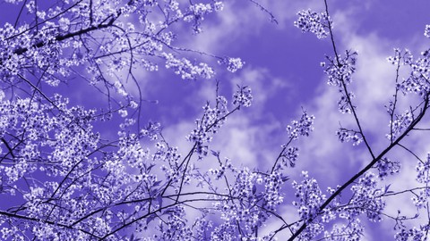 植物, sky壁纸