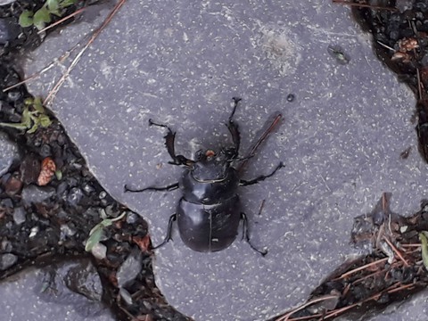 bug