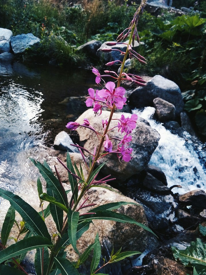Flower and Stream