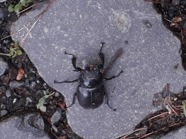 bug