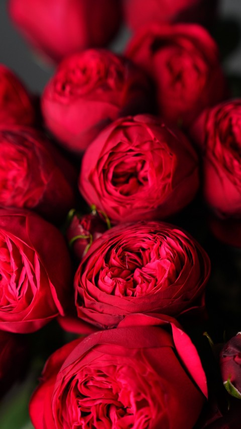 flower, botany वॉलपेपर
