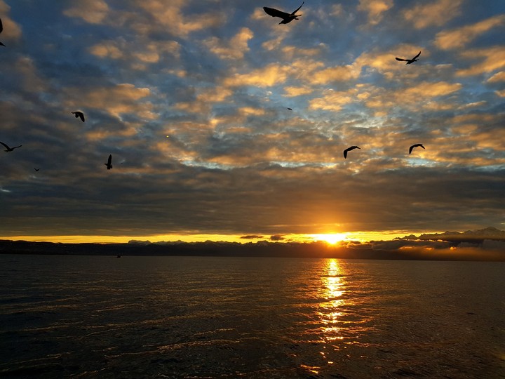 Birdy Sky