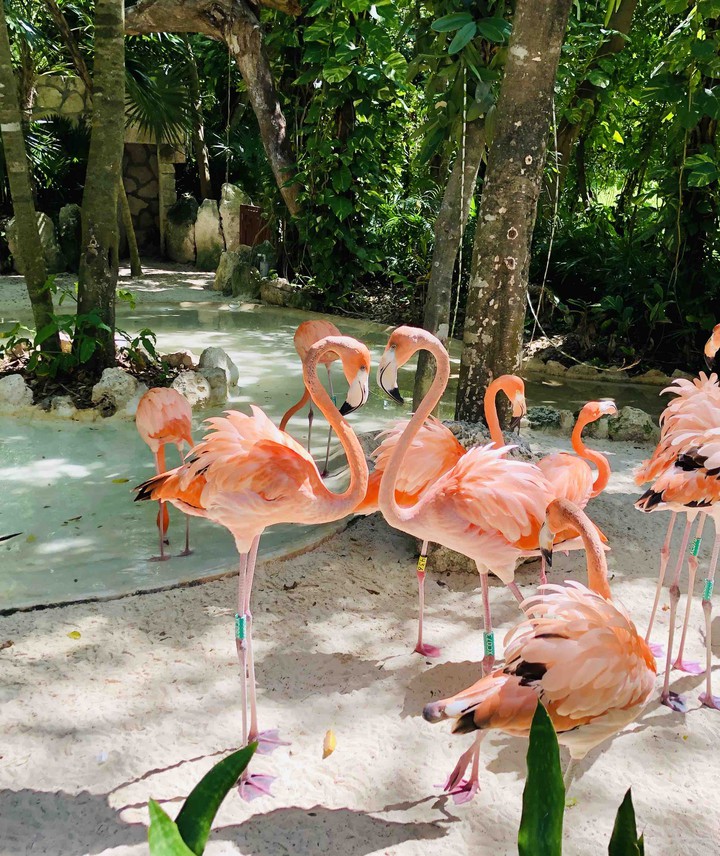 Flamingo: lucky to have seen flamingos symbolising heart♥️
