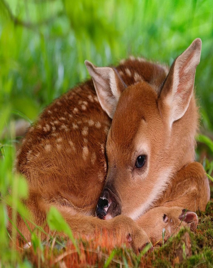 Cute deer