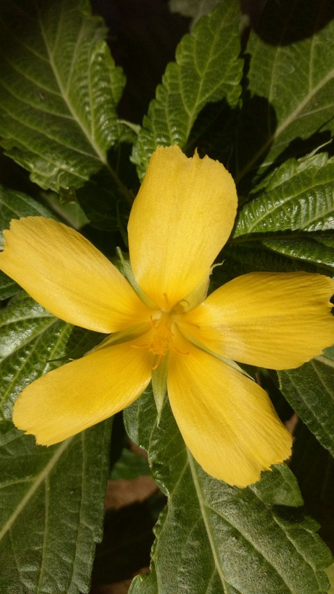 Yellow flower