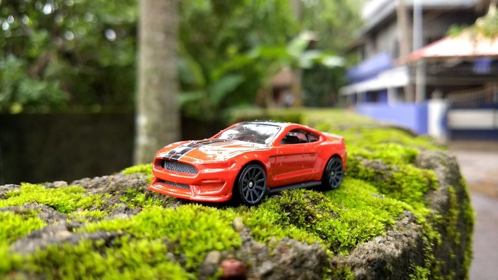 shelby