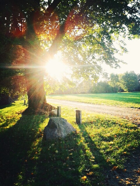 Sunny Day
