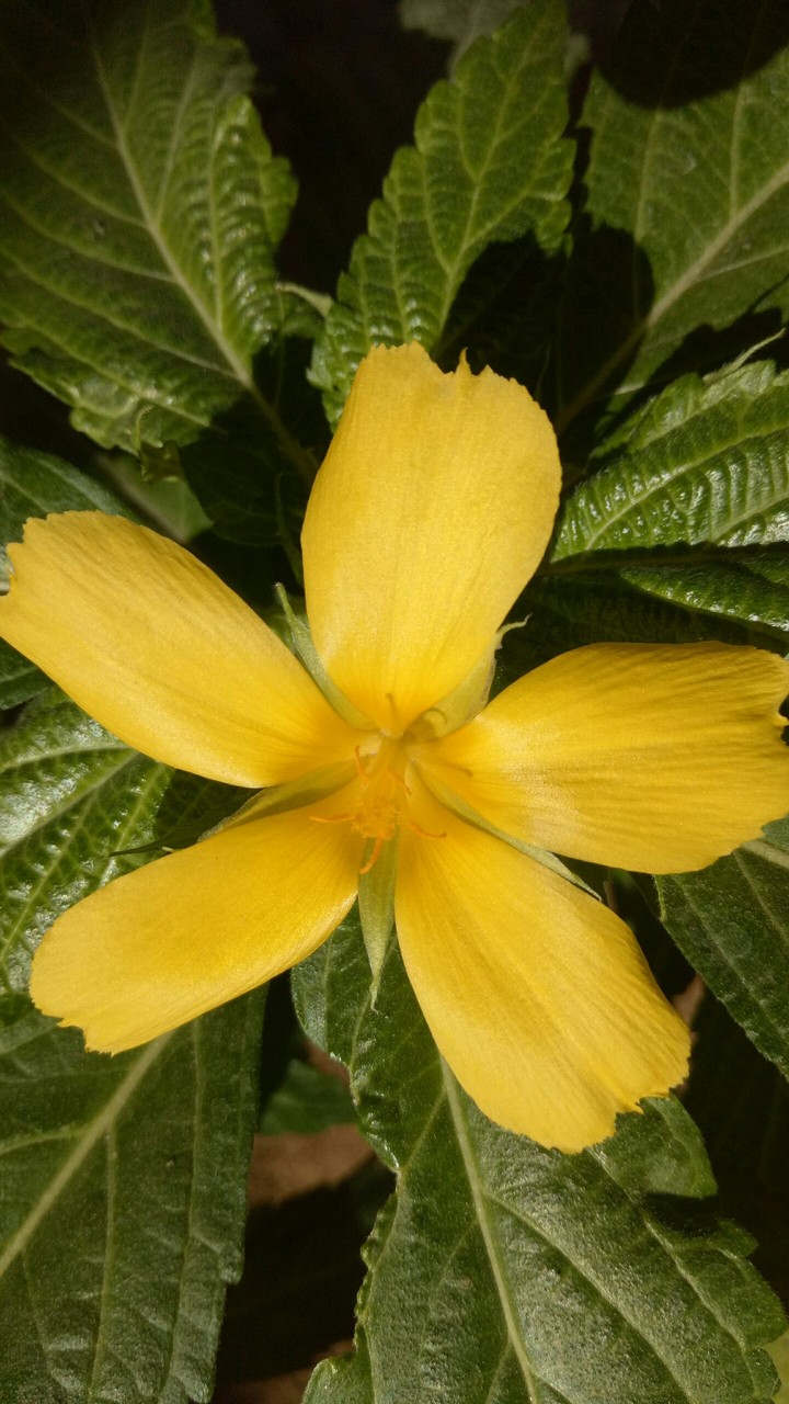 Yellow flower