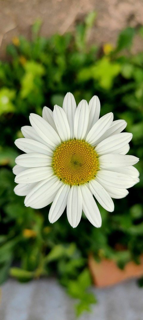 Daisy