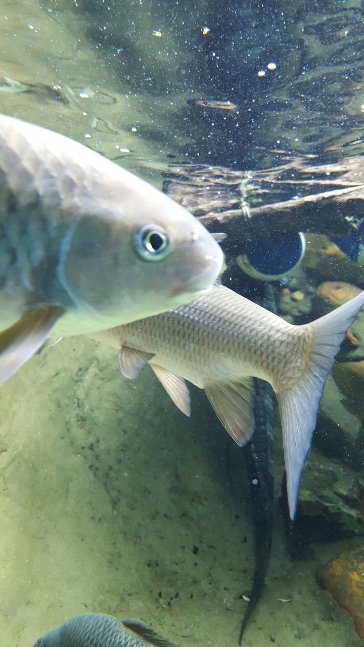 fish head