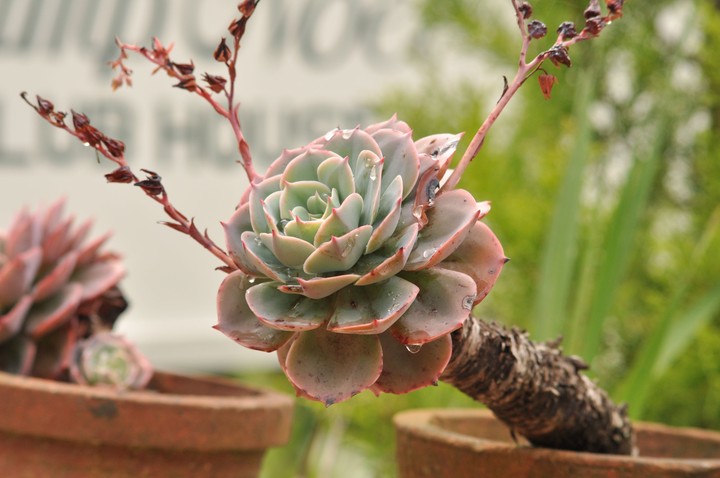 plant