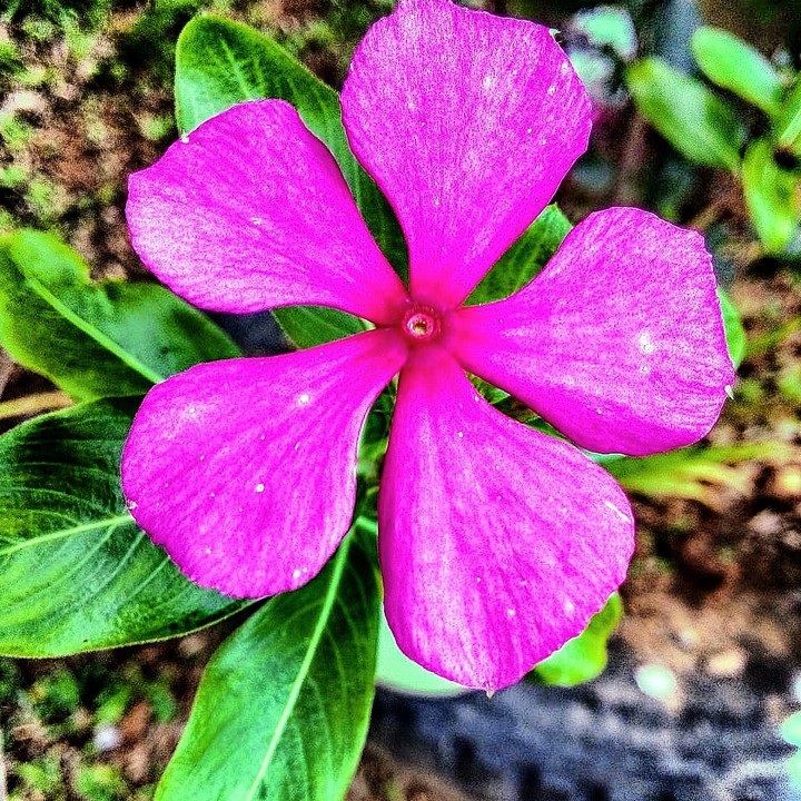 FLOWER ⚘