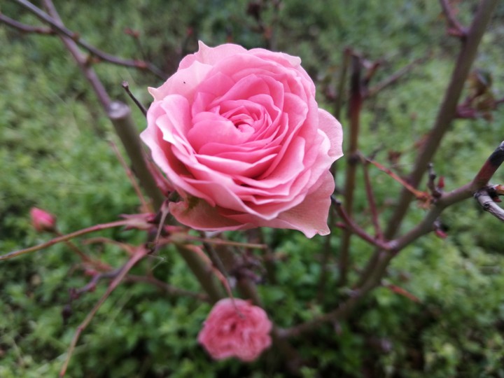 Rosà d'inverno