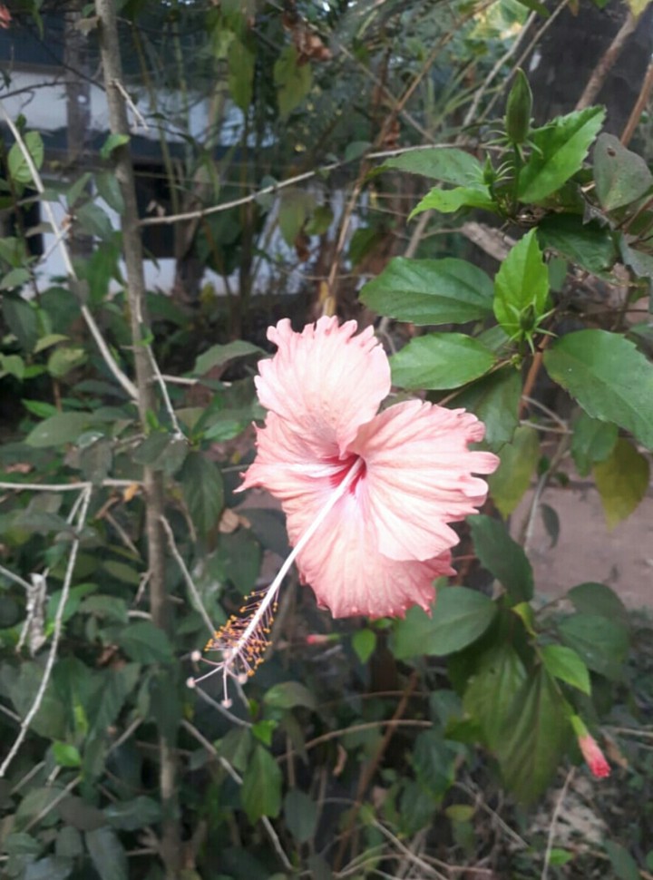 Hibiscus rosa-sinensis