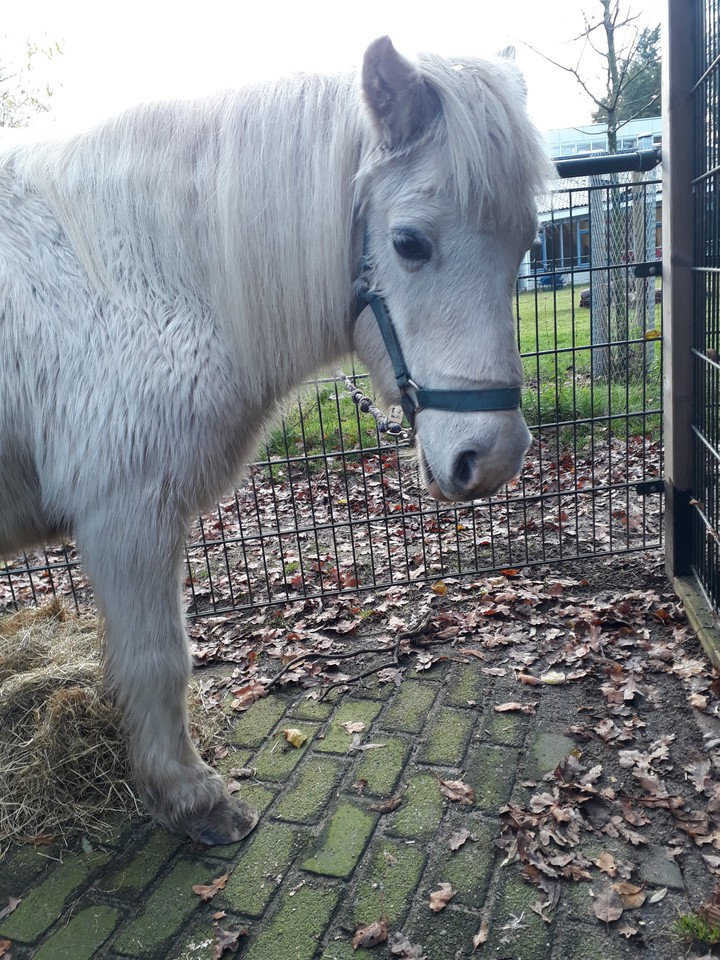 horse