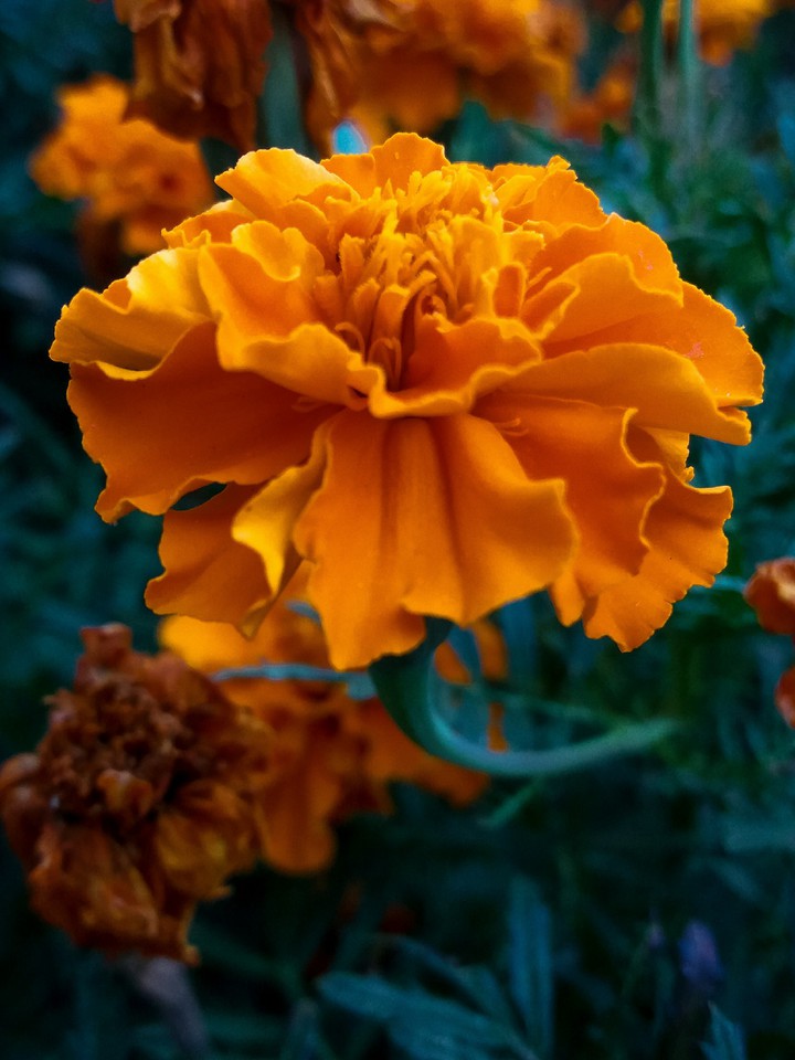 flower