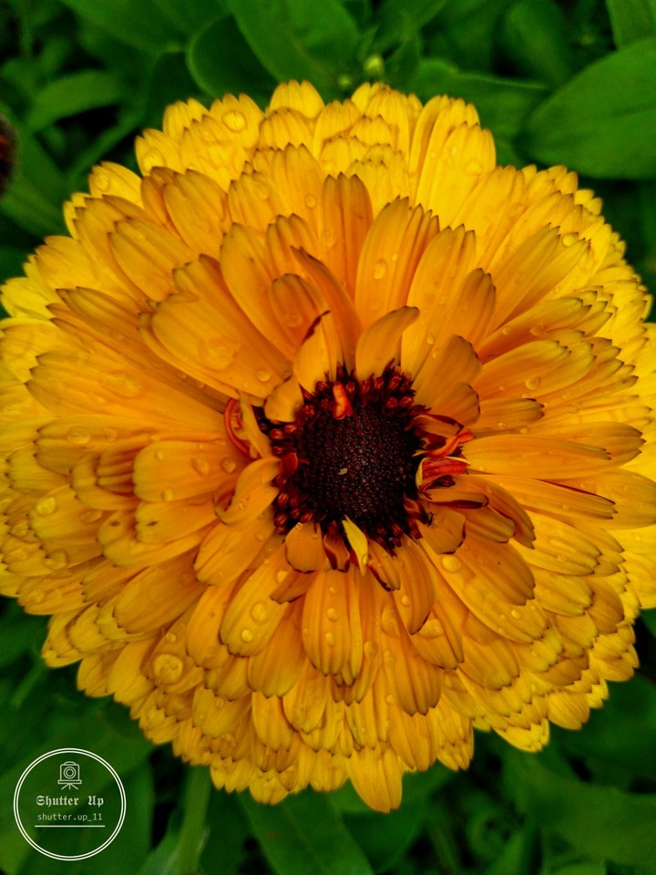Marigold...Follow us on Instagram:@shutter.up_11