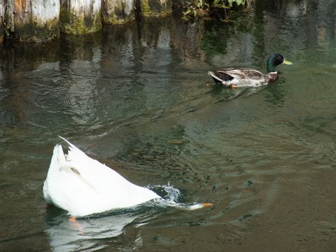 ducks