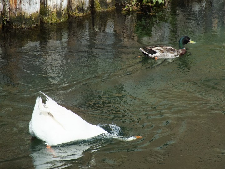 ducks