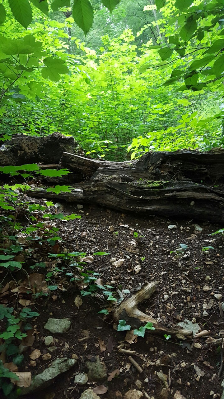green heaven 