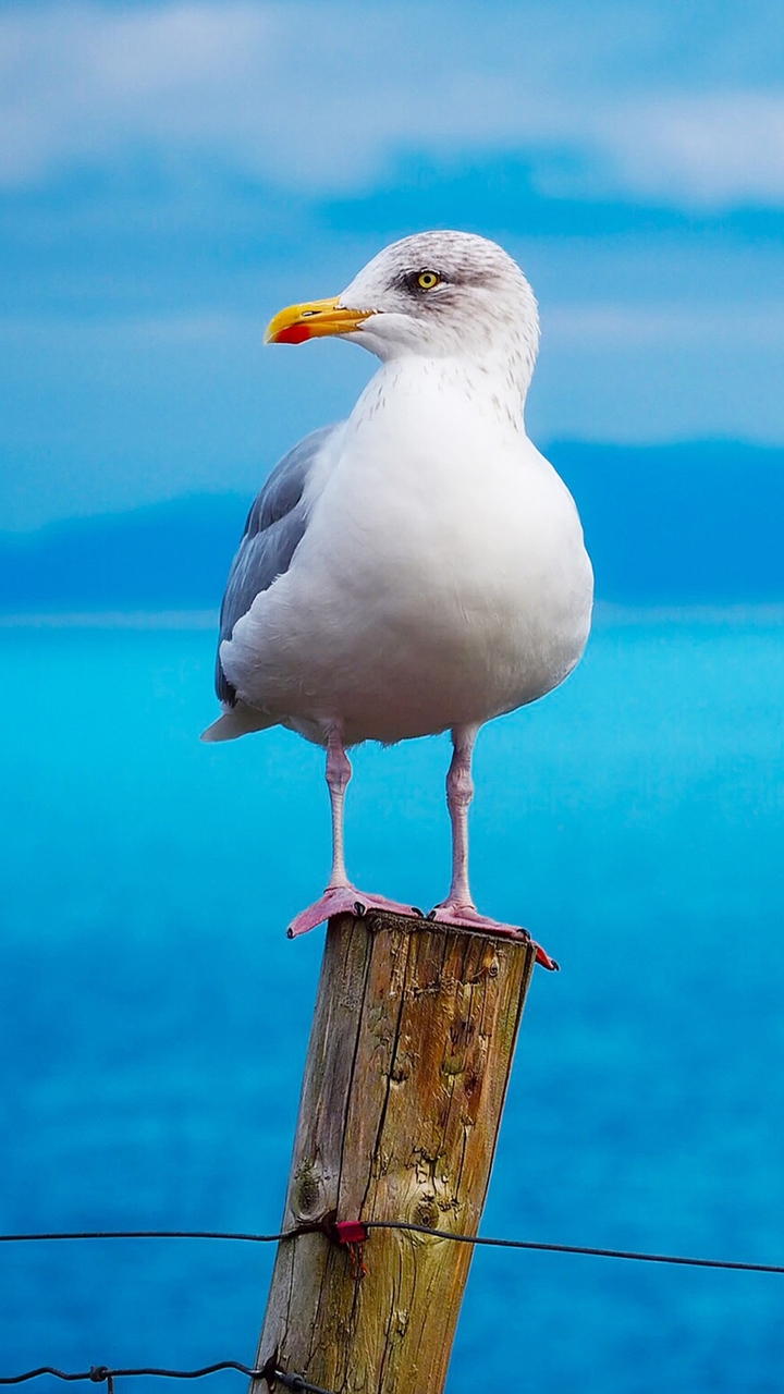 mouette