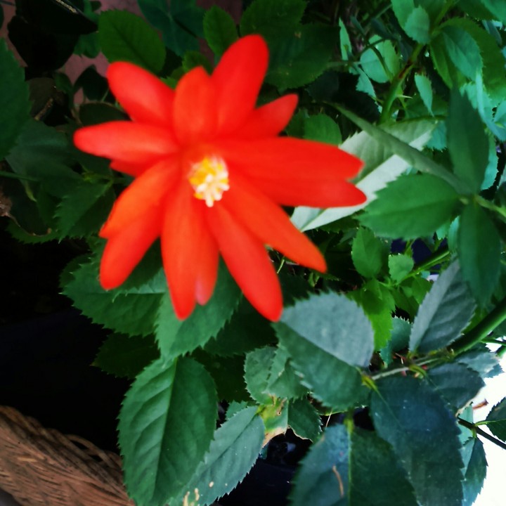 #pianta #grassa # piccolo #fiore.