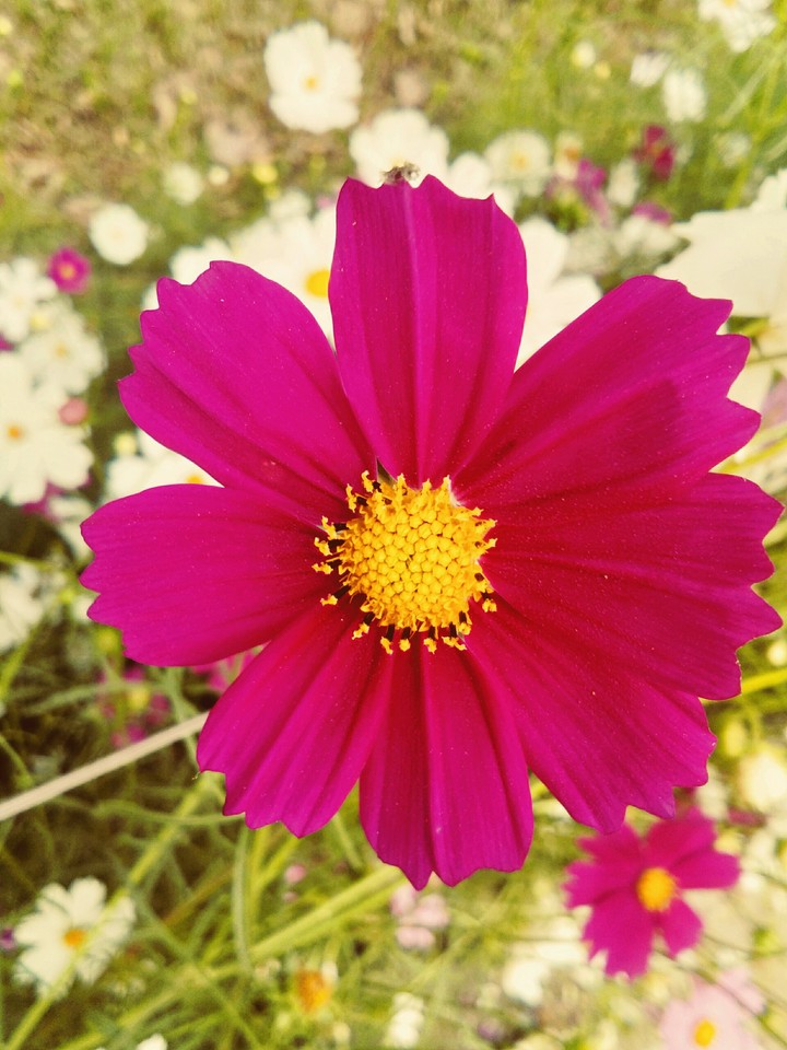 marvelous
