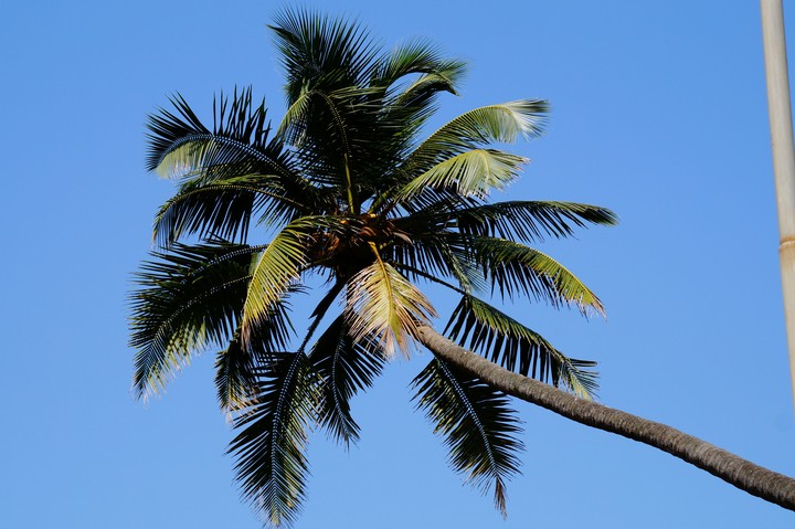 The Palm Tree