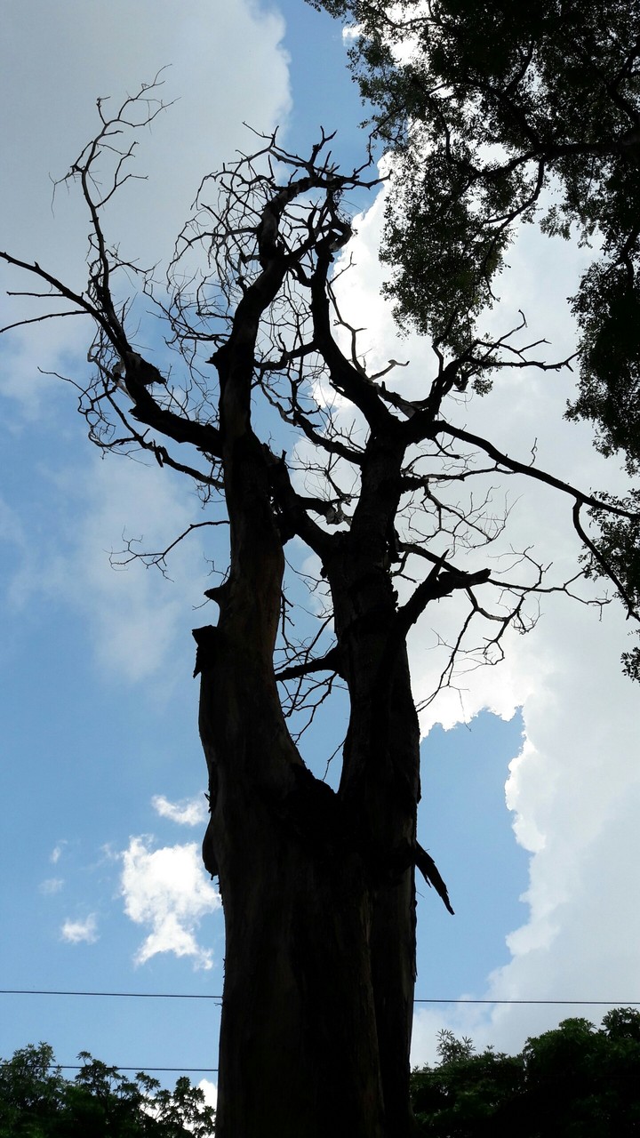 Nature Shadow