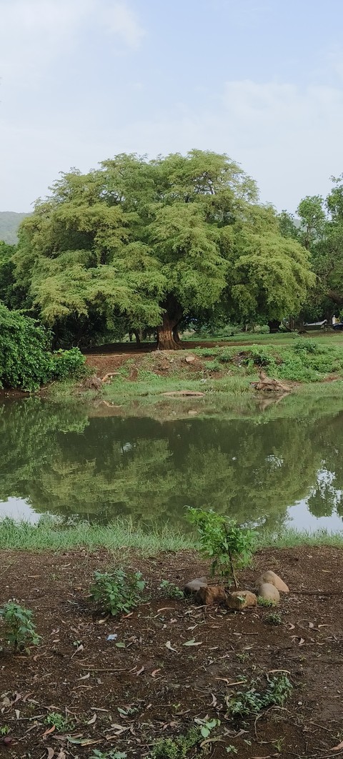 papéis de parede tree, Water
