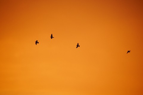 Flight, bird háttérképek