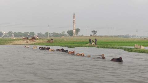 Cow swimming