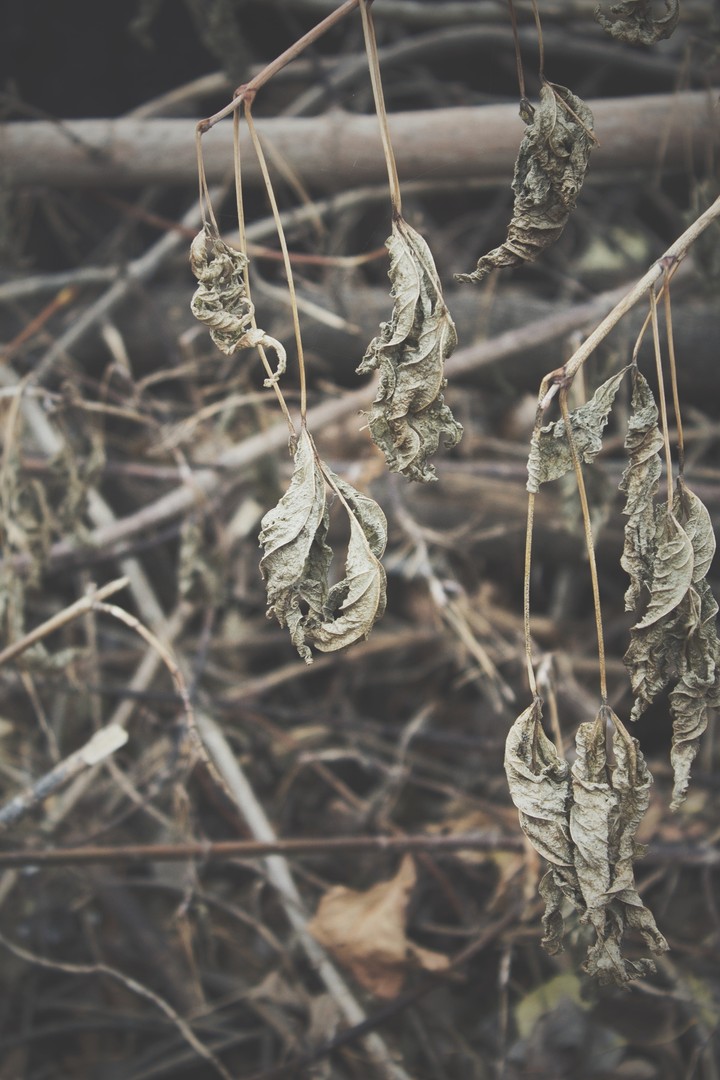 leaves