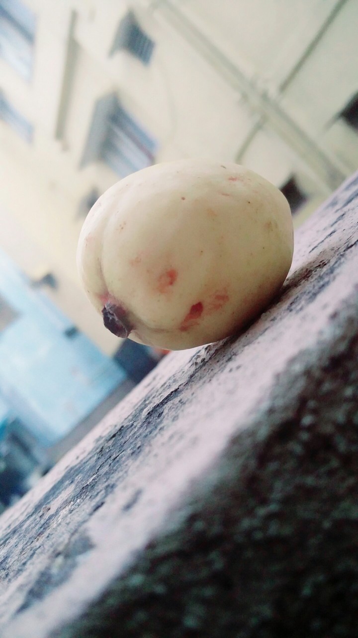 fruit