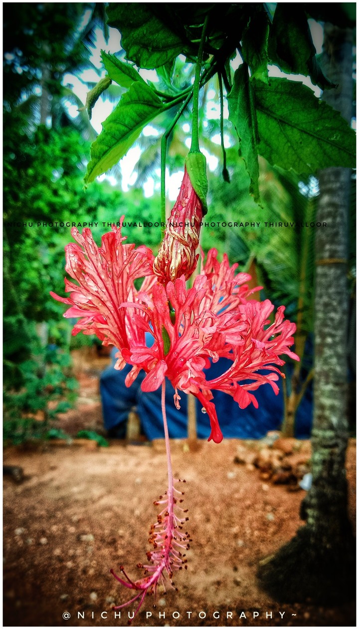 flower