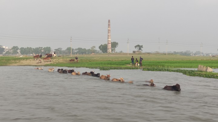 Cow swimming