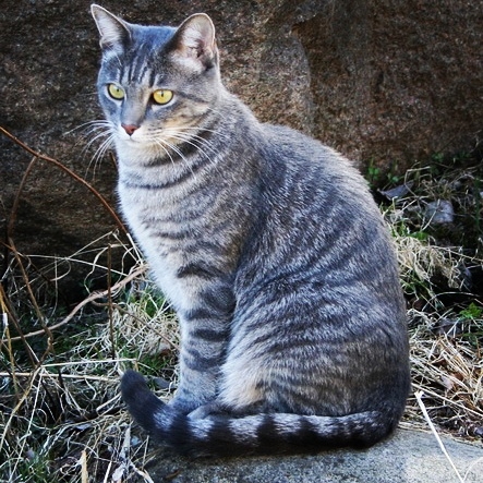 кот