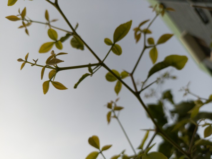Leaves