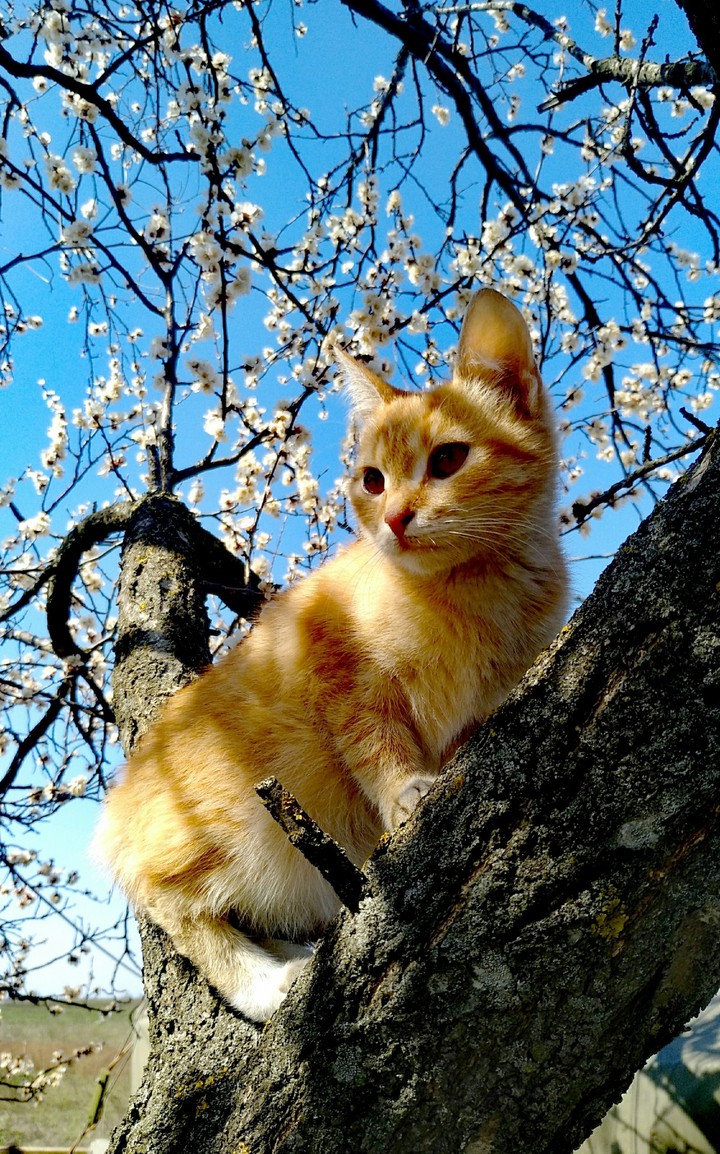 Murka)