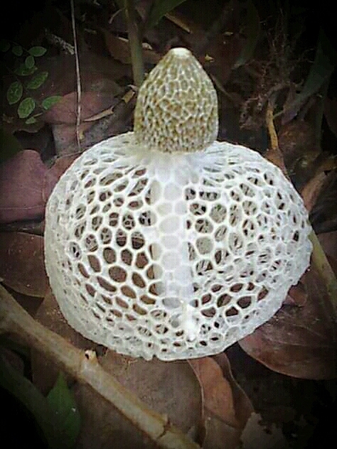 amazing mushroom