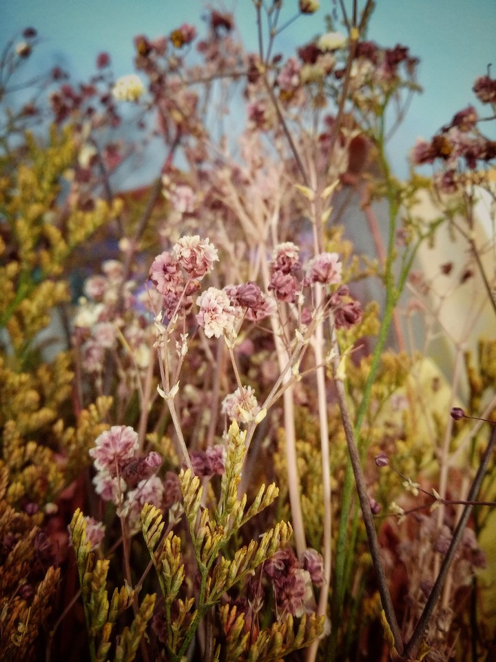 Tender flowers