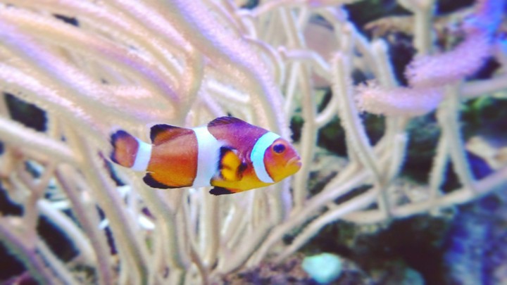 Nemo