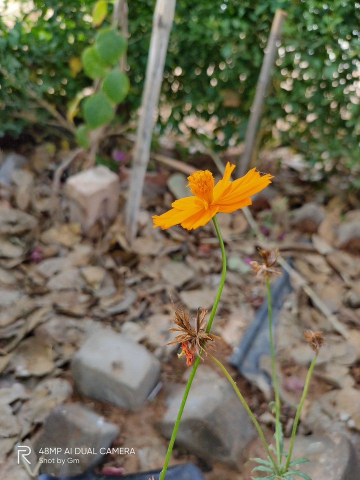yellow flower