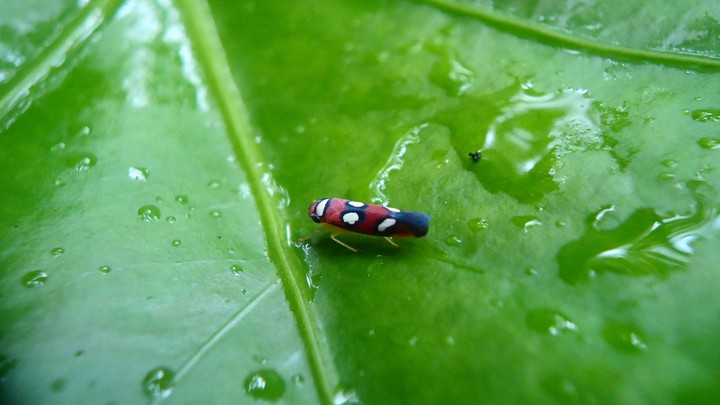 cigarra pinta