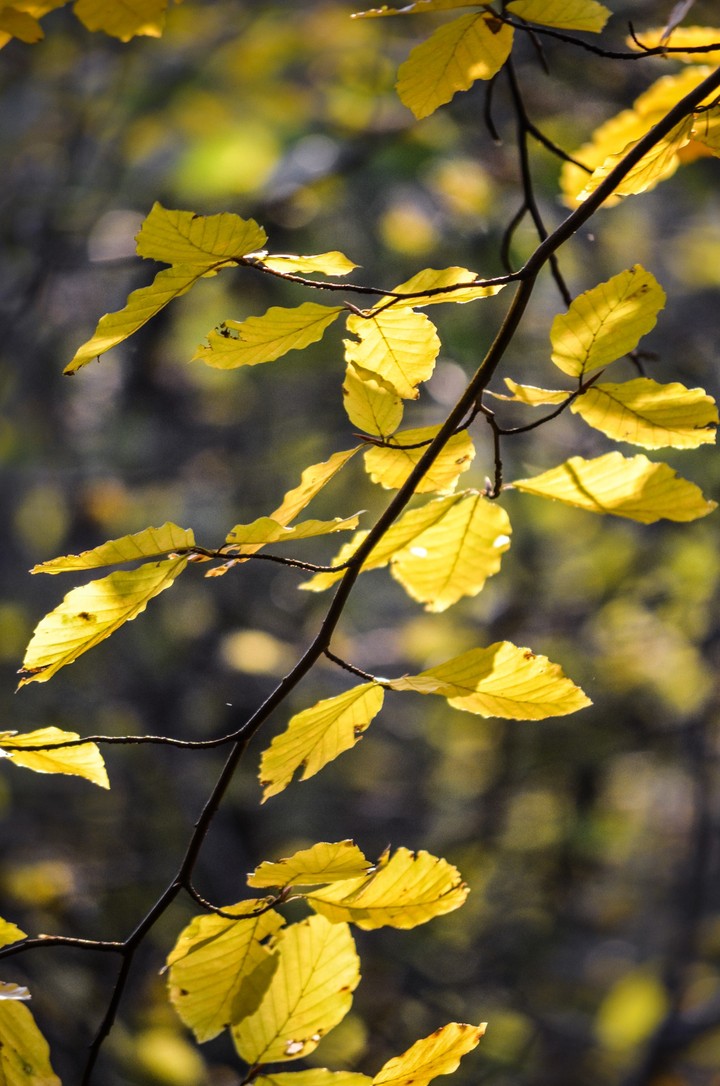 autumn