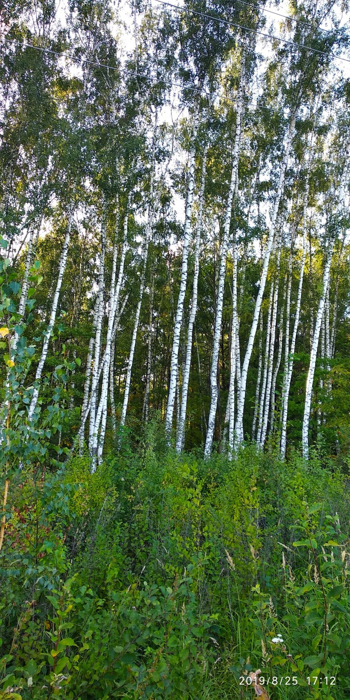 Русские березы.