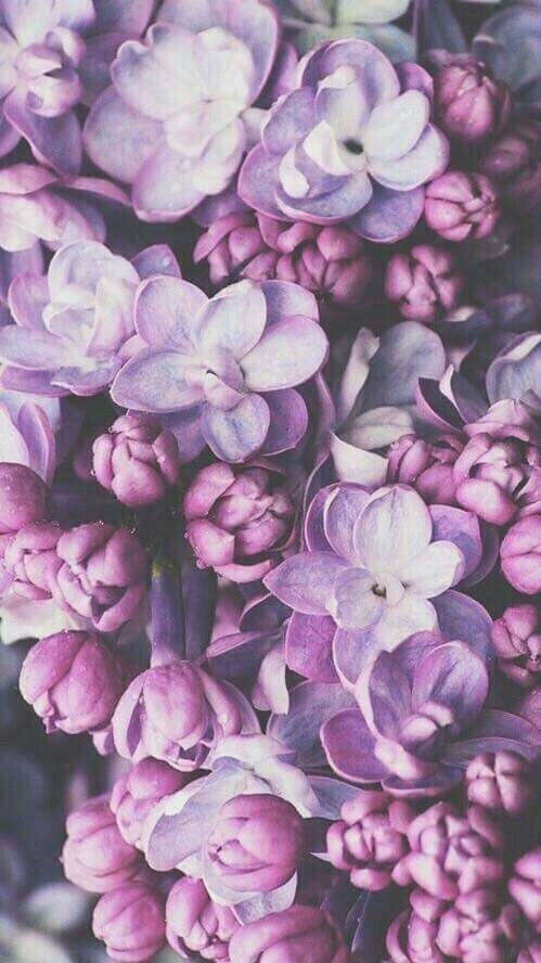purple flower