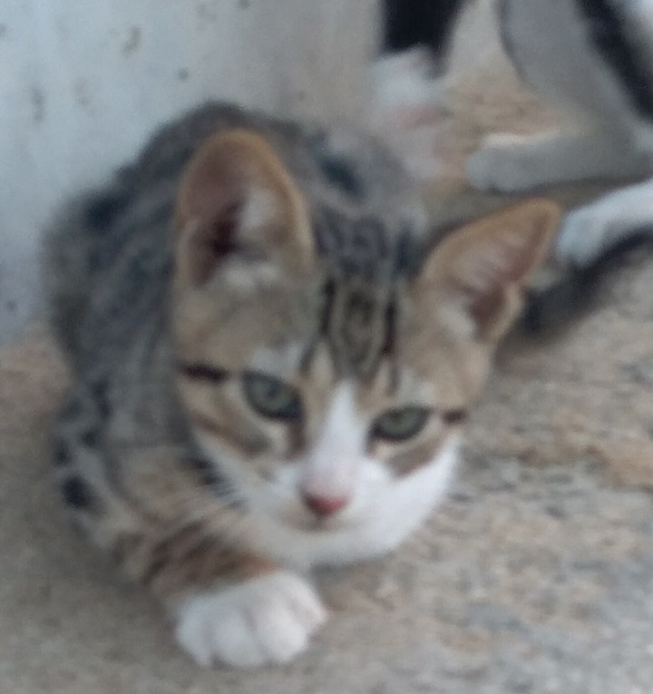 cat