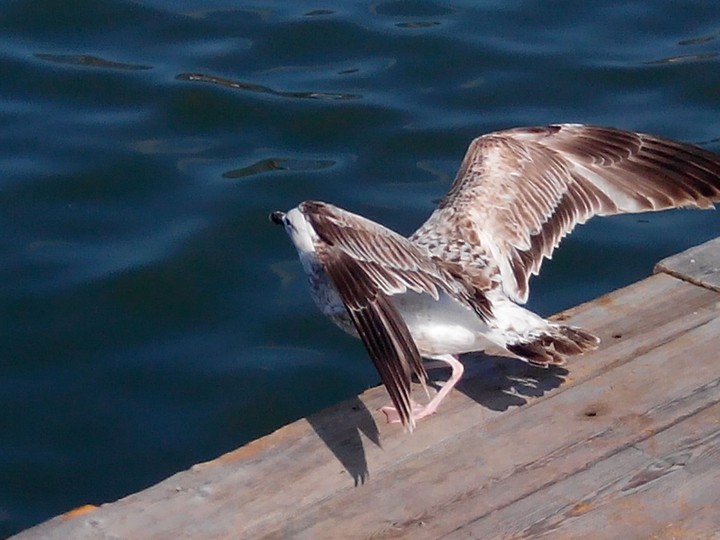 bird